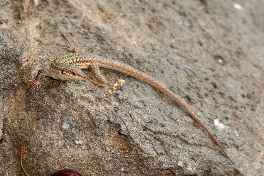 Podarcis sicula ciclopica e sottospecie di Podarcis sicula